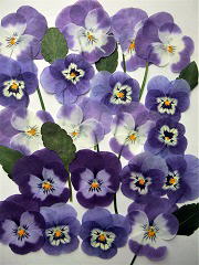 押し花素材　ビオラ紫ミックス